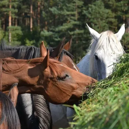Agroturystyka Drweck - Olsztynek