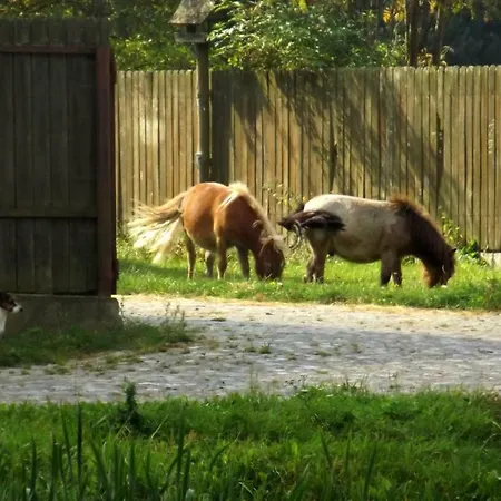 Agroturystyka Drweck - Ольштынек